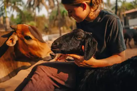 Communication animale & Soins aux animaux