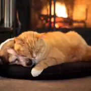 Communication animale & Soins aux animaux