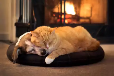 Communication animale & Soins aux animaux