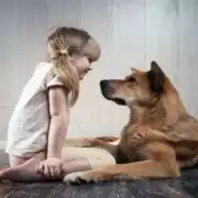 Communication animale & Soins aux animaux