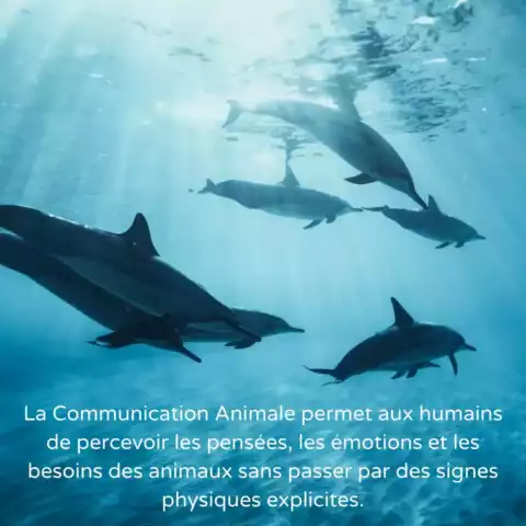 Journee_animaux_insta_02 Journée mondiale des Animaux