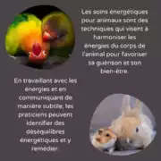 Journee_animaux_insta_03 Journée mondiale des Animaux