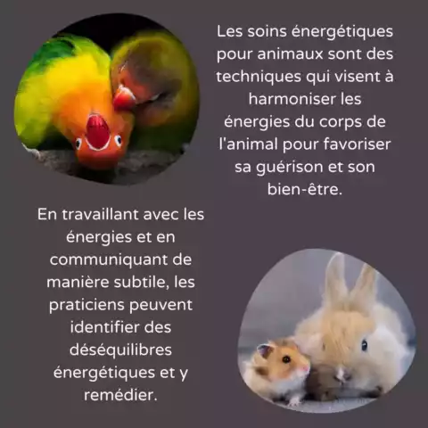 Journee_animaux_insta_03 Journée mondiale des Animaux