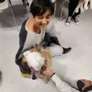 Premiers secours canin et félin