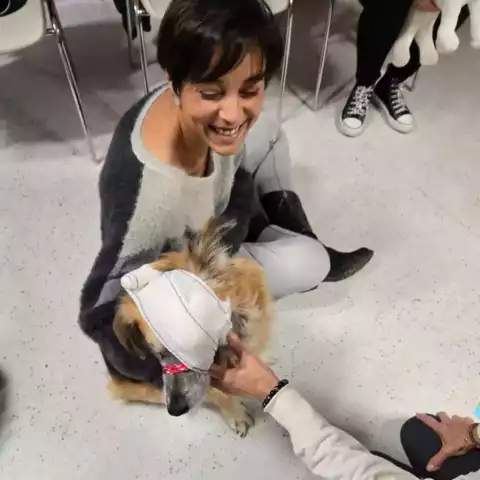 Premiers secours canin et félin