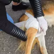 Premiers secours canin et félin