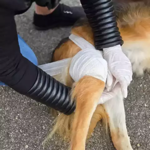 Premiers secours canin et félin