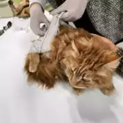 Premiers secours canin et félin