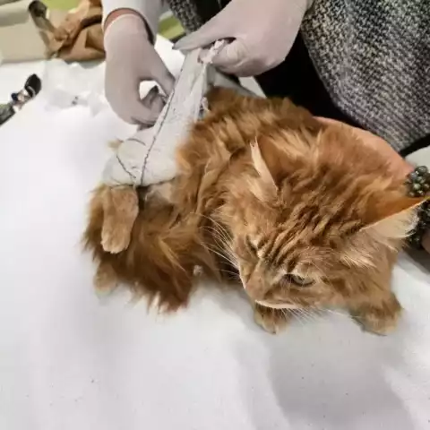 Premiers secours canin et félin