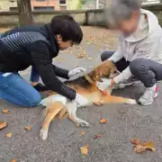 Premiers secours canin et félin