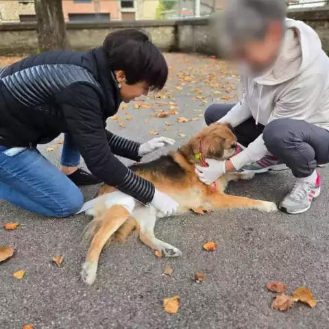 Premiers secours canin et félin