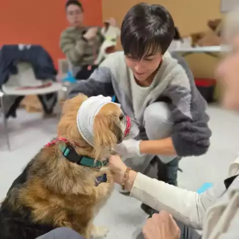 Premiers secours canin et félin