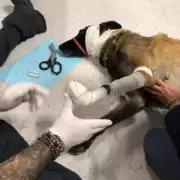 Premiers secours canin et félin