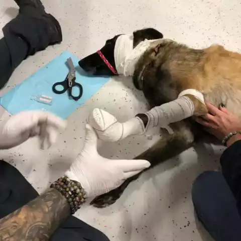 Premiers secours canin et félin