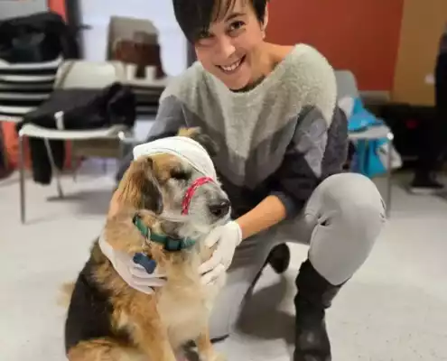 Premiers secours canin et félin