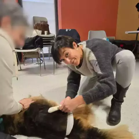 Premiers secours canin et félin