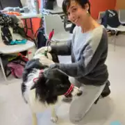 Premiers secours canin et félin