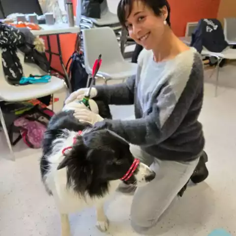 Premiers secours canin et félin