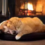 Conférence communication animale