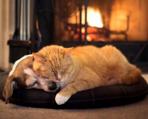 Conférence communication animale