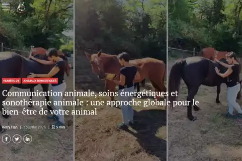 Savoir Animal Magasine séance de sonothérapie animale aux bols tibétains pour chevaux